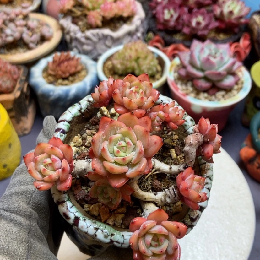 【闪购商品】晴天无砍