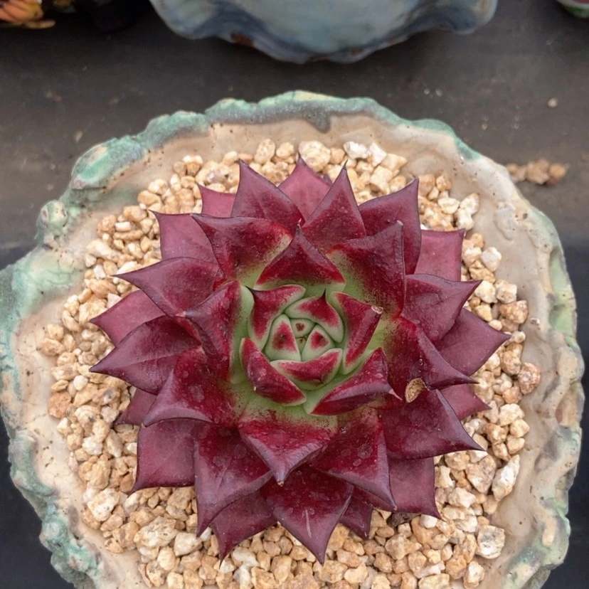 【闪购商品】东云杂