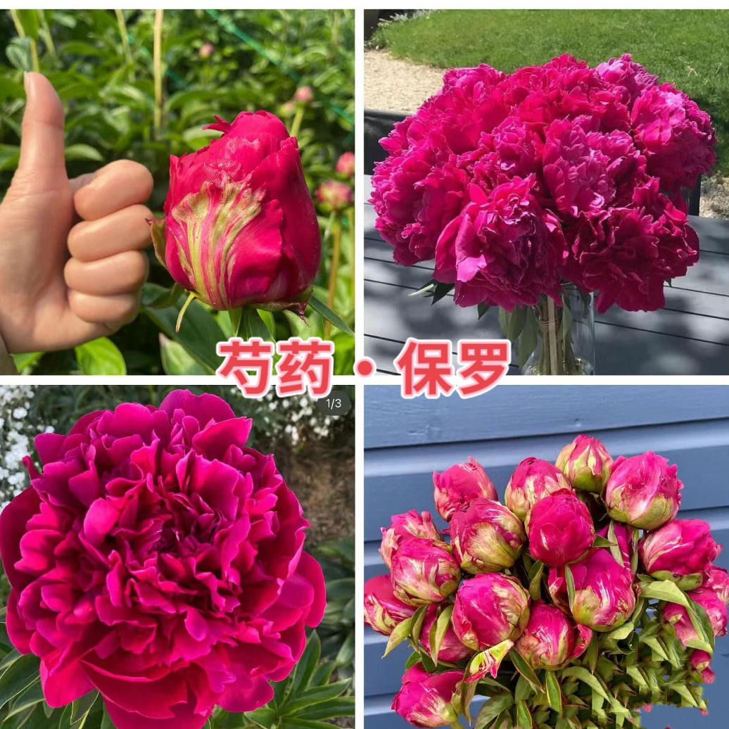 进口芍药【保罗】重瓣大花观赏牡丹芍药别墅庭院阳台植株洛阳发货