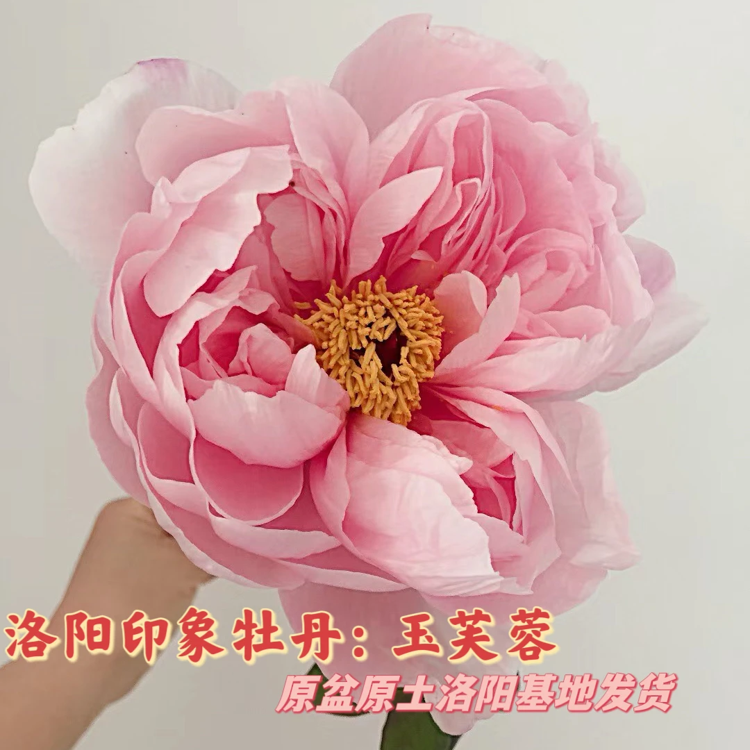 【玉芙蓉】粉色系春季开花牡丹阳台庭院洛阳发货包对版