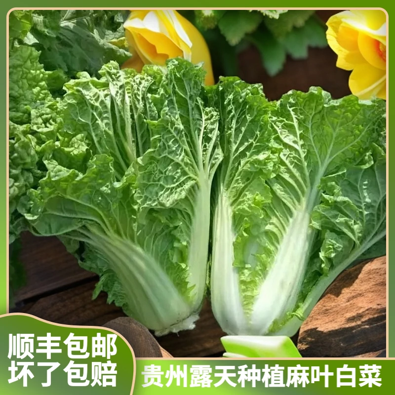 【顺丰包邮】贵州白菜麻叶白菜露天新鲜蔬菜麻叶菜霜打白菜