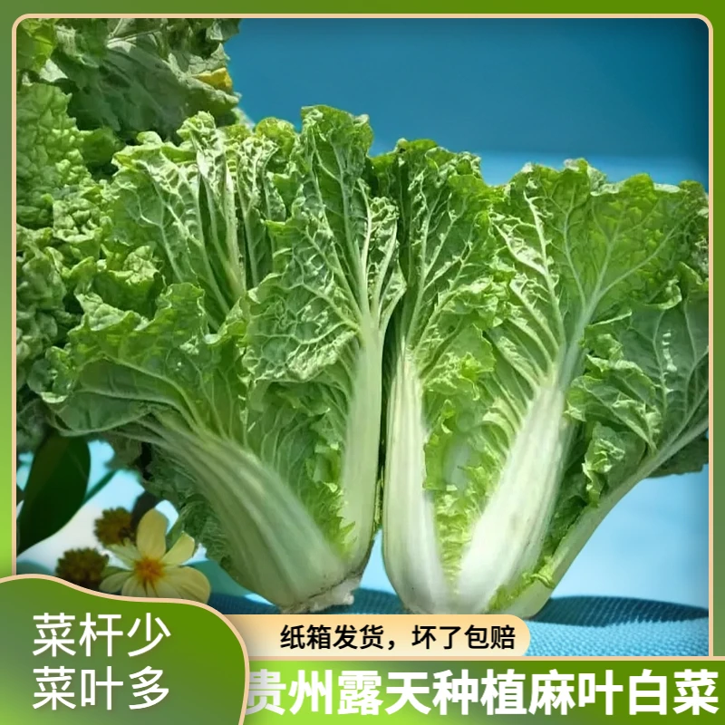 贵州白菜麻叶白菜露天新鲜蔬菜麻叶火锅白菜