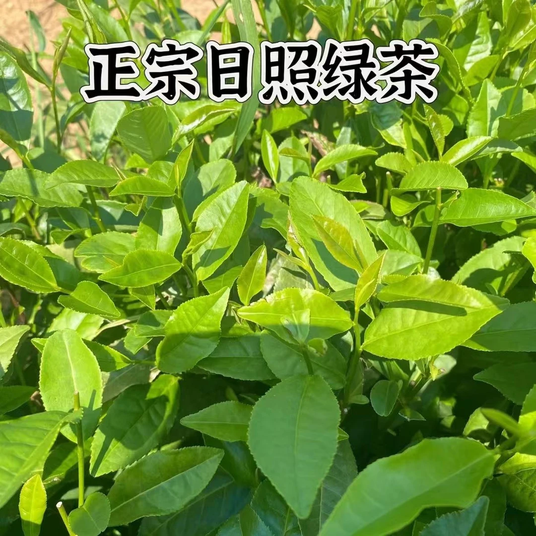 正宗日照绿茶春茶