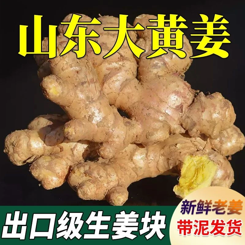 山东大黄姜大姜新鲜现挖小黄姜姜黄老姜母月子姜生姜