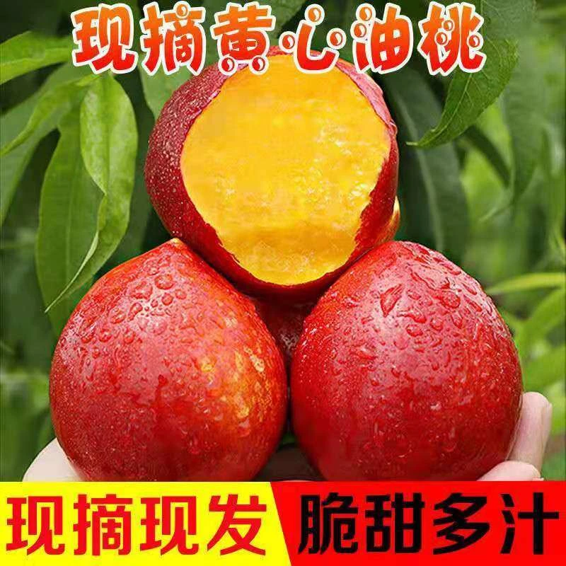 新鲜黄肉油桃1.5/3/5斤现摘当季水果黄心脆爽鲜甜原产地采摘爽口
