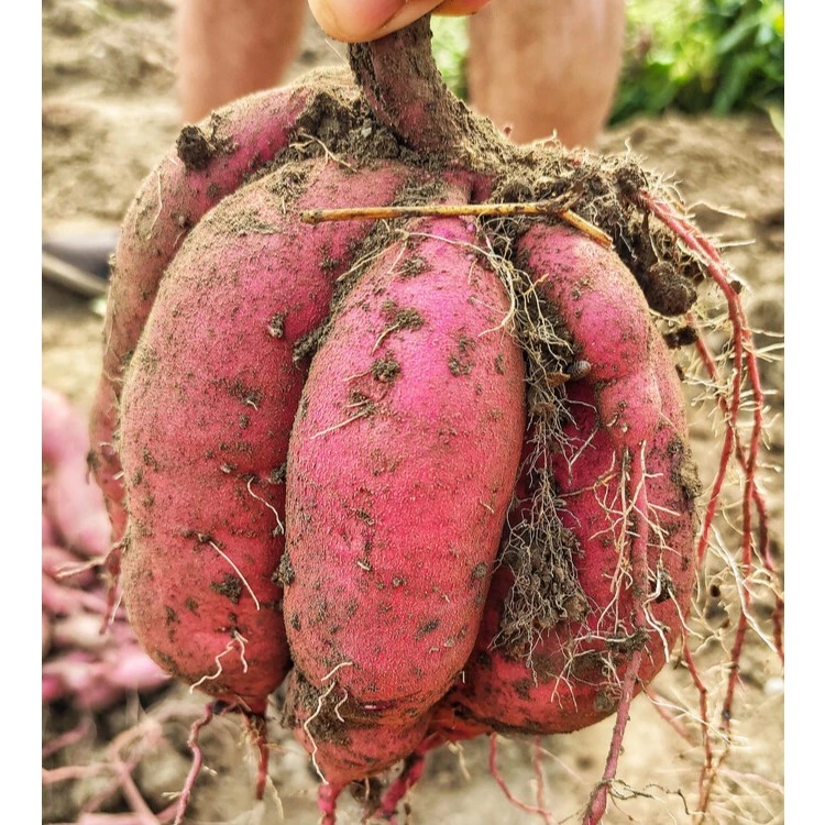 遂宁蓬溪沙地红心蜜薯10斤一份/29元