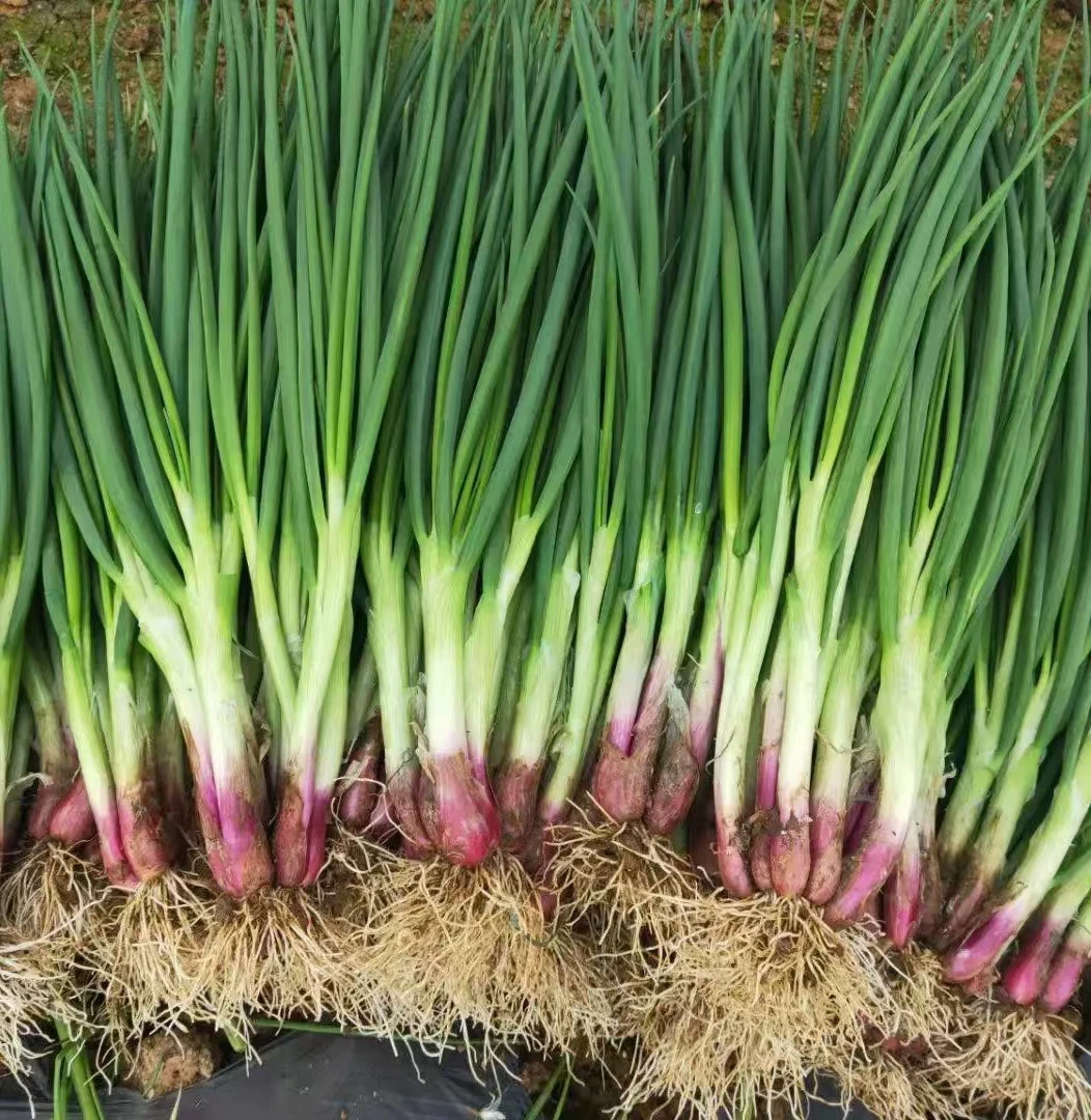 香葱 （小葱）50g/份