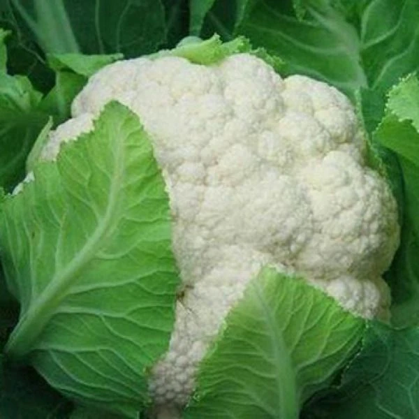 散/白花菜1000g/颗