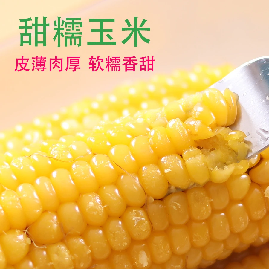 三嫂推荐 2024年 东北黄香糯玉米【10只净重6斤以上】 微甜软糯嫩