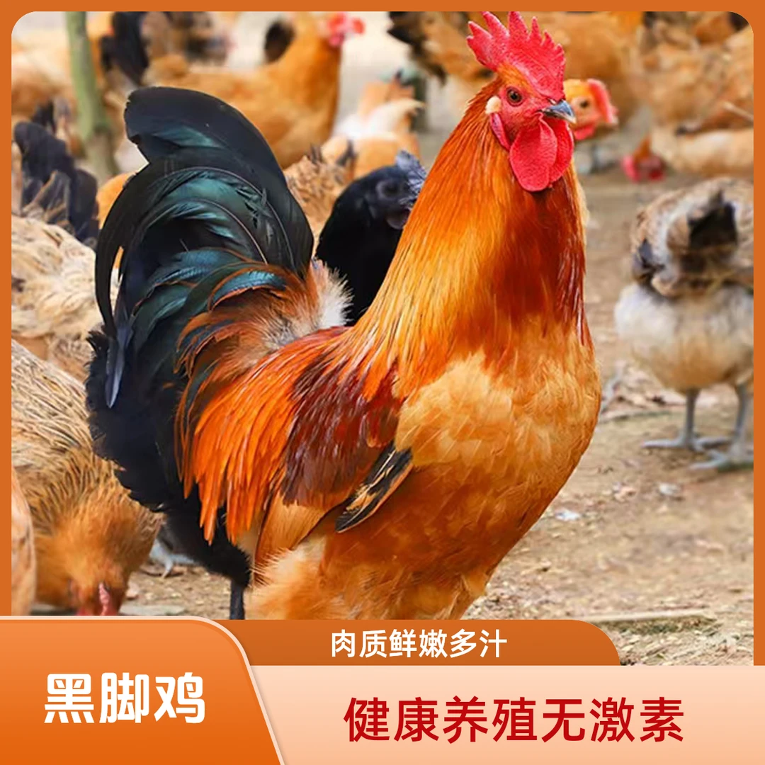 【九九到手两只】东北黑凤鸡小笨鸡溜达鸡{1只三斤上共发两只}