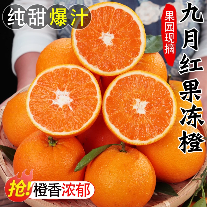 湖北秭归九月红果冻橙3/5/8斤新鲜水果当季现摘大甜化渣爆汁橙子
