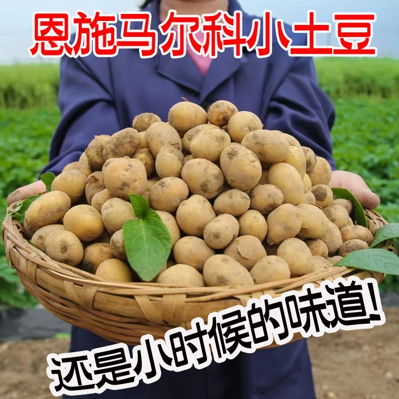 恩施马尔科黄心小土豆新鲜现挖3/5/9斤迷你马铃薯洋芋小吃炕土豆