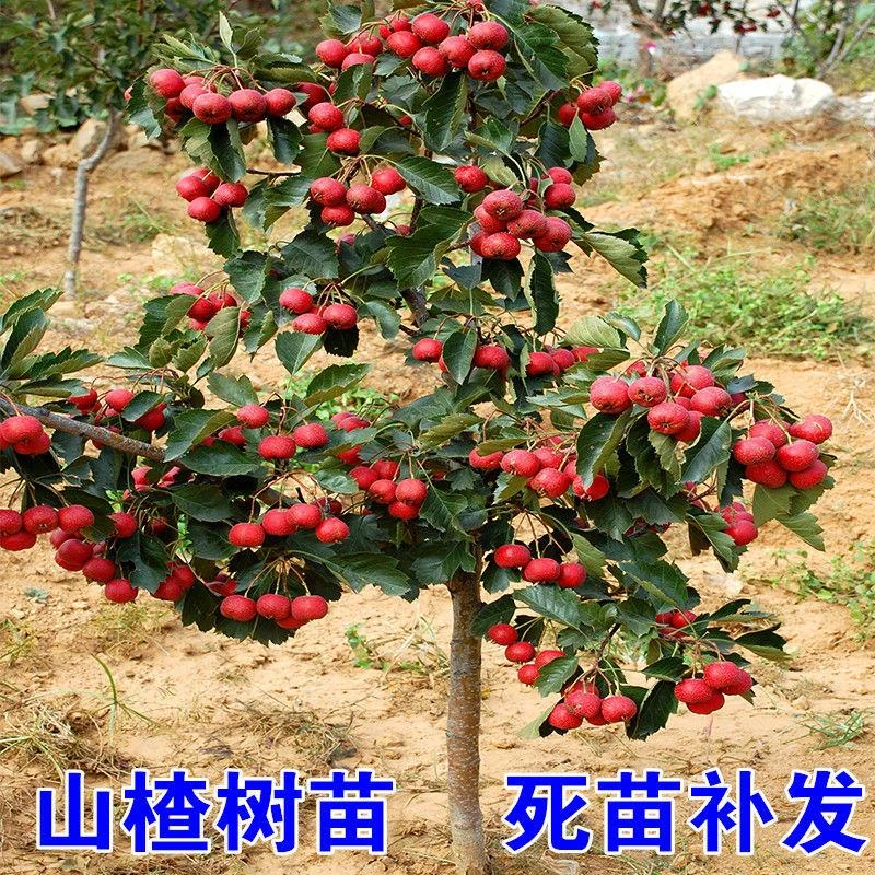 山楂苗嫁接苗大五棱山楂树苗南方北方种植庭院盆栽地栽果树苗金星