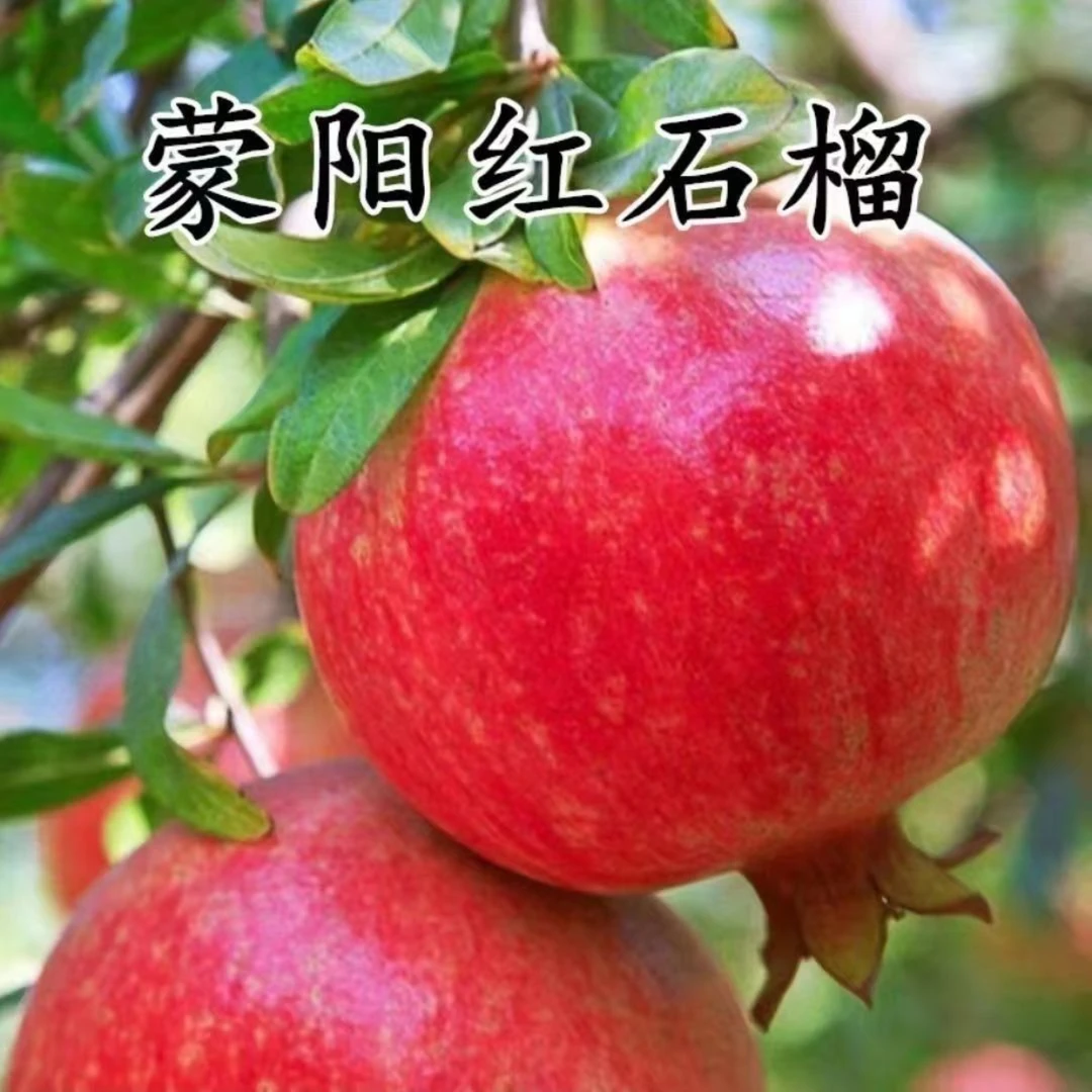 【18元两棵】石榴树苗苗大果甜石榴红果枝条带刺大红袍蒙阳红耐寒