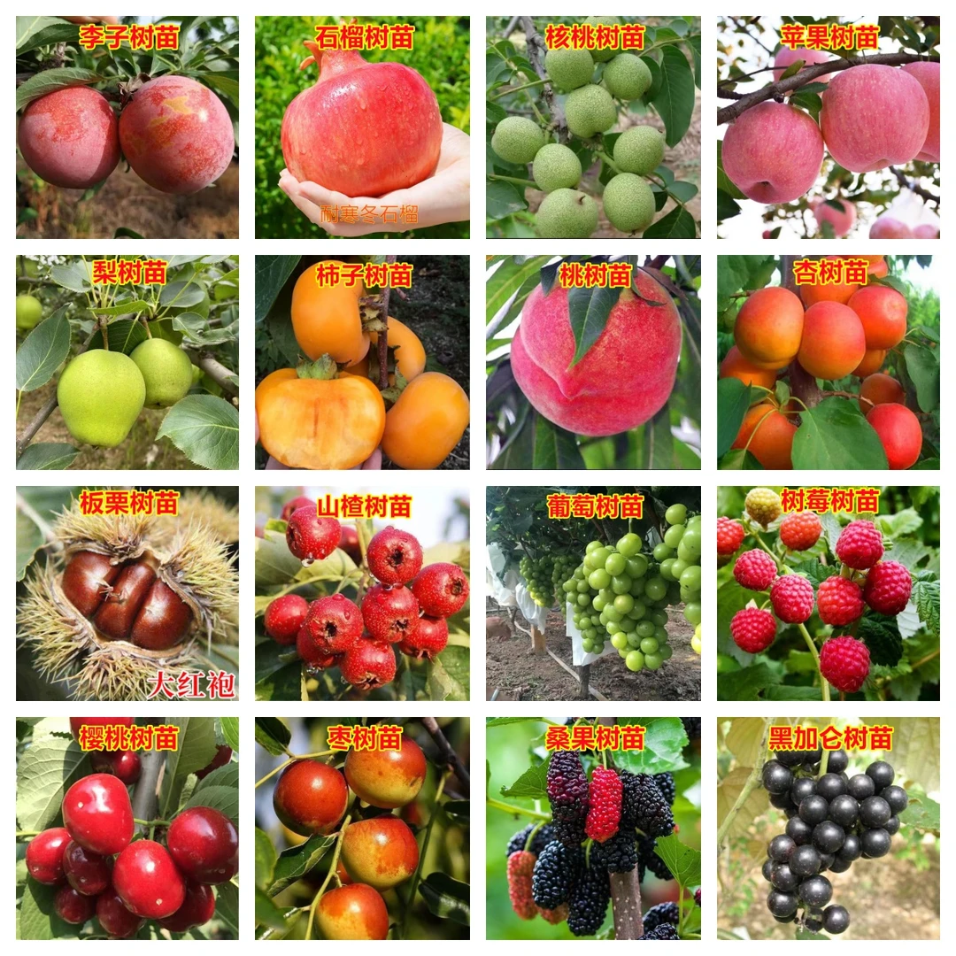 38两棵58三棵68四棵任意搭配果树石榴柿子山楂苹果梨枣李子