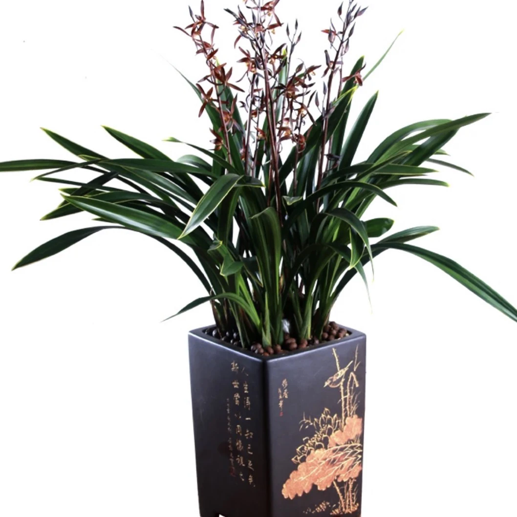 墨兰小香5花剑起（年宵抱岁兰）浓香型花兰花室内摆放的花岑栽推荐