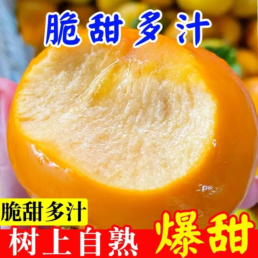 陕西阳丰脆甜柿子孕妇水果当应季采摘巧克力脆柿甜柿甜脆产地直供