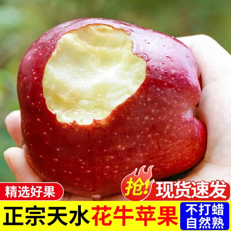 甘肃天水花牛苹果粉面脆甜苹果农家发货新鲜当季宝宝儿童辅食水果