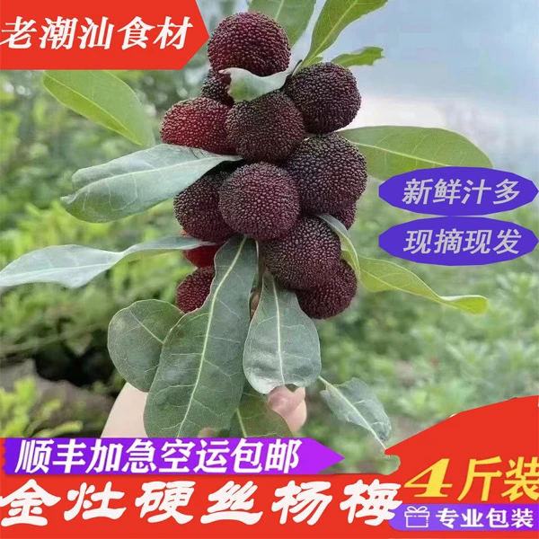 金灶果乡榕本地硬丝杨梅 新鲜采摘 现摘现发 四斤装