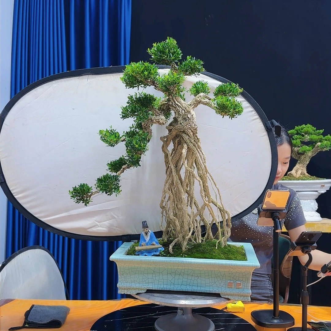 黄杨室内室外好养