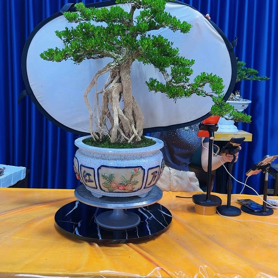 黄杨室内室外盆景艺术