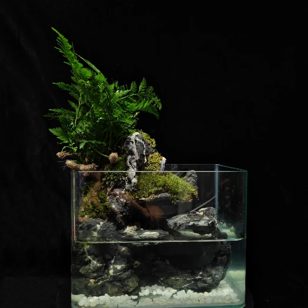 【鹏镁】秀水~ 单株狼尾蕨 桌面造景苔藓微景观18*12*14热弯缸