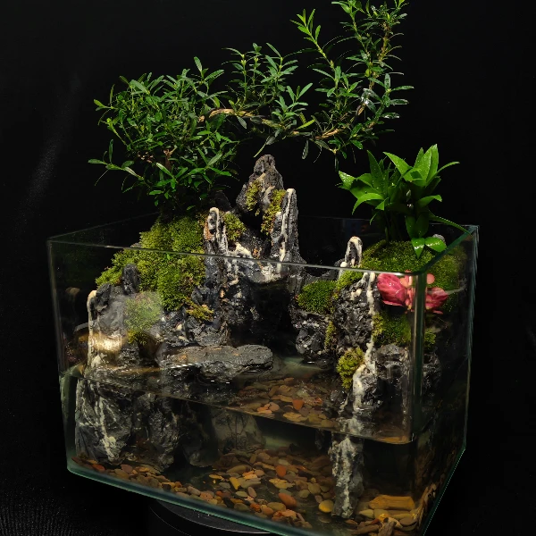 【鹏镁】蓬莱~ 黄杨 竹柏苔藓 桌面造景苔藓微景观30*18*20CM热弯缸