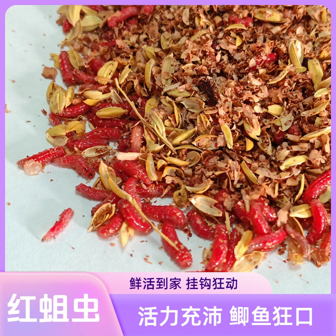 【鲜活虫饵】红蛆虫野钓鲫鱼鲤鱼狂口钓鱼饵料垂钓鱼饵挂钩诱饵红虫