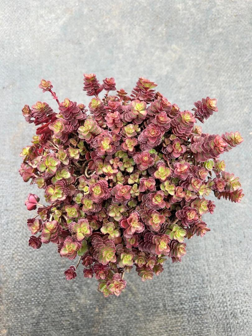 【 小球玫瑰】带盆带土发货 云南维维多肉  新手好养 心花怒放晚上