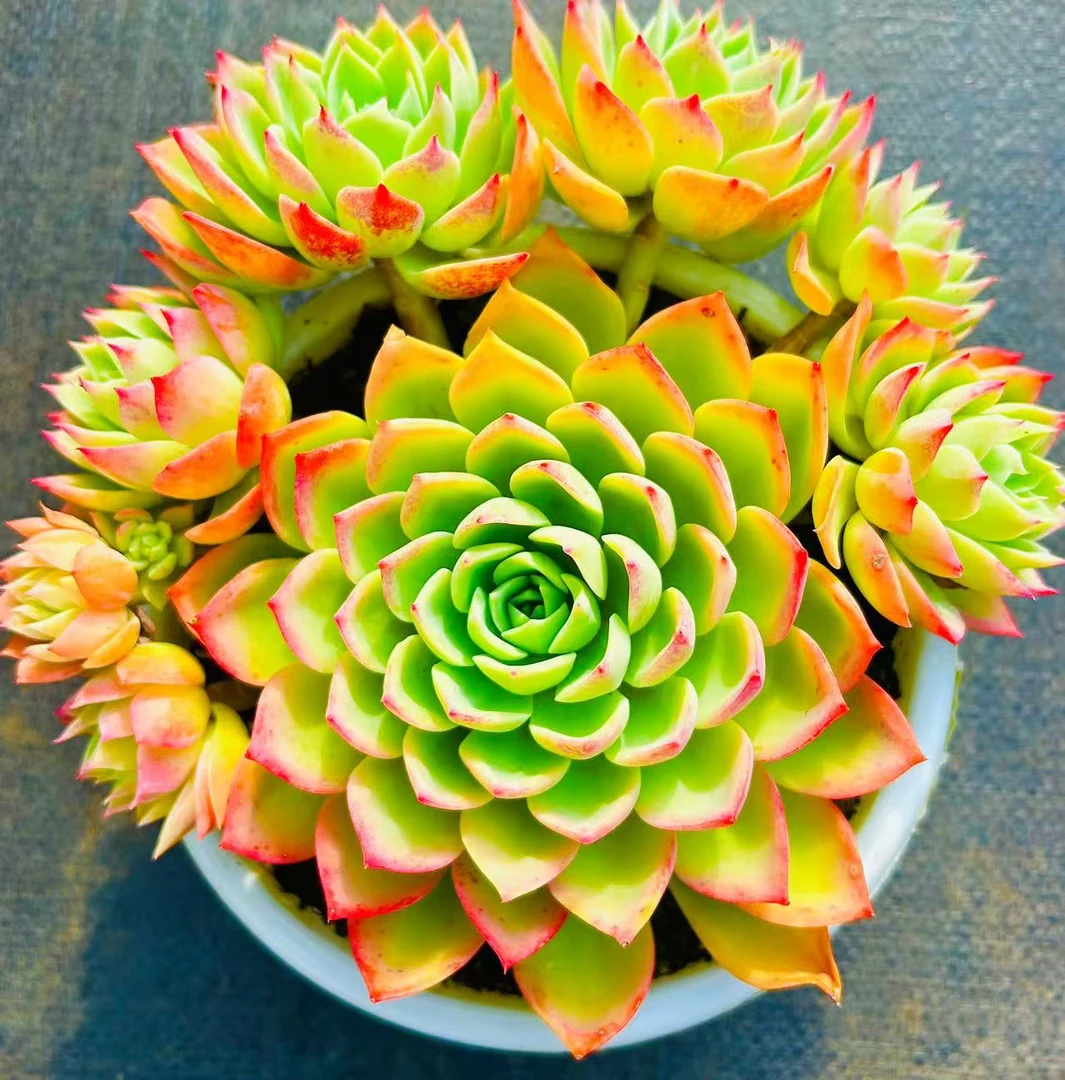 【三色堇】脱土发货 云南维维多肉 新手好养 心花怒放