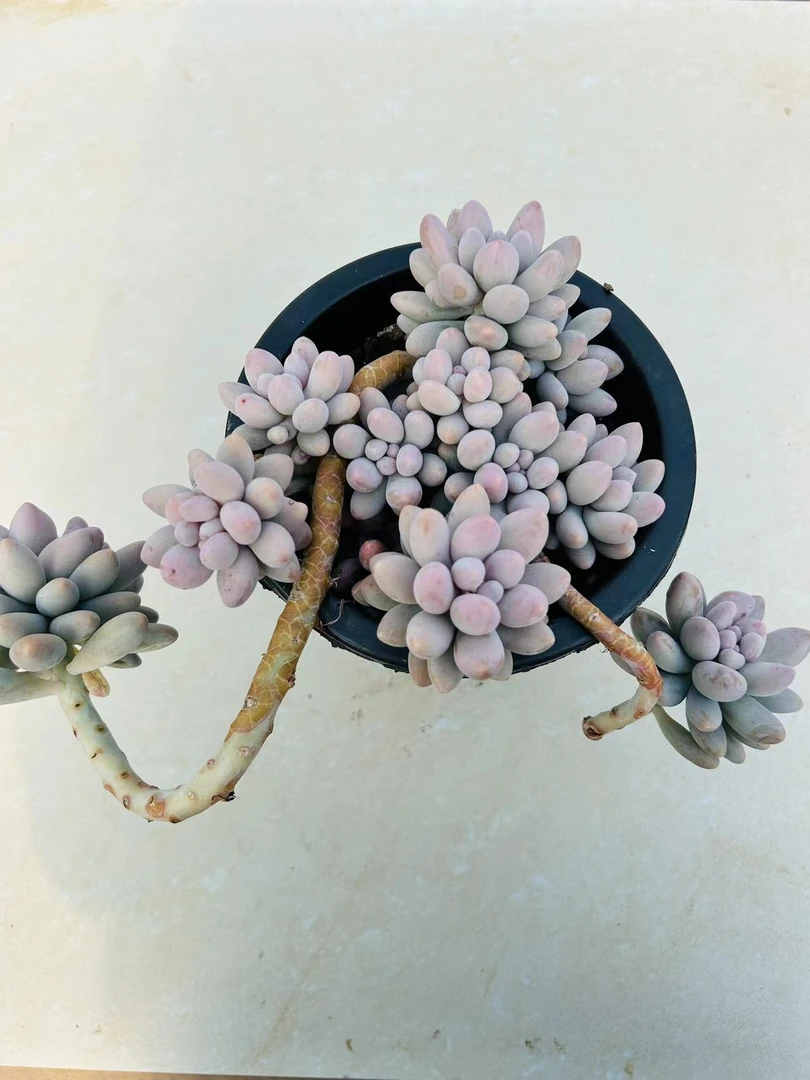 【汤圆多肉植物】云南基地直发多肉植物 简单新手好养