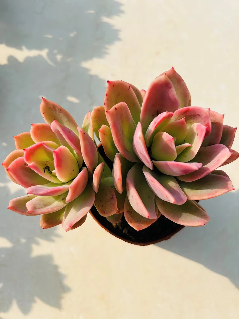 【维维家   香水乔伊多肉植物】云南基地直发多肉植物 简单新手好养