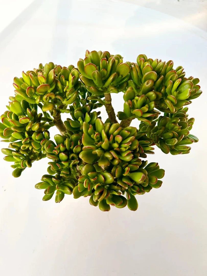 【维维家  招招猫多肉植物】云南维维多肉基地直发 简单新手好养