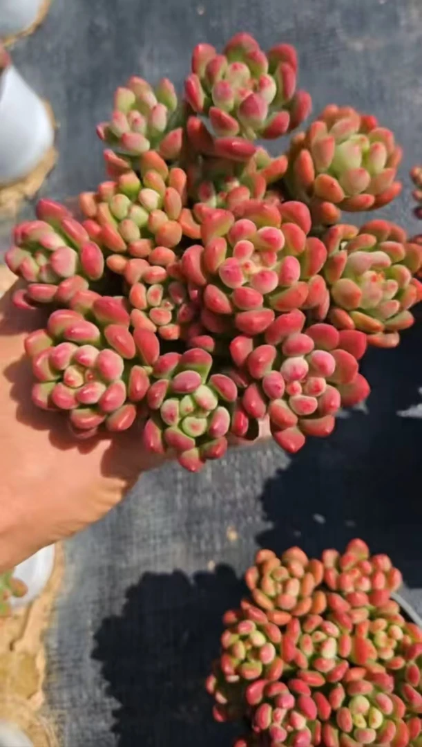 【粉红玛丽】带盆带土发货 云南维维多肉  新手好养 心花怒放空气