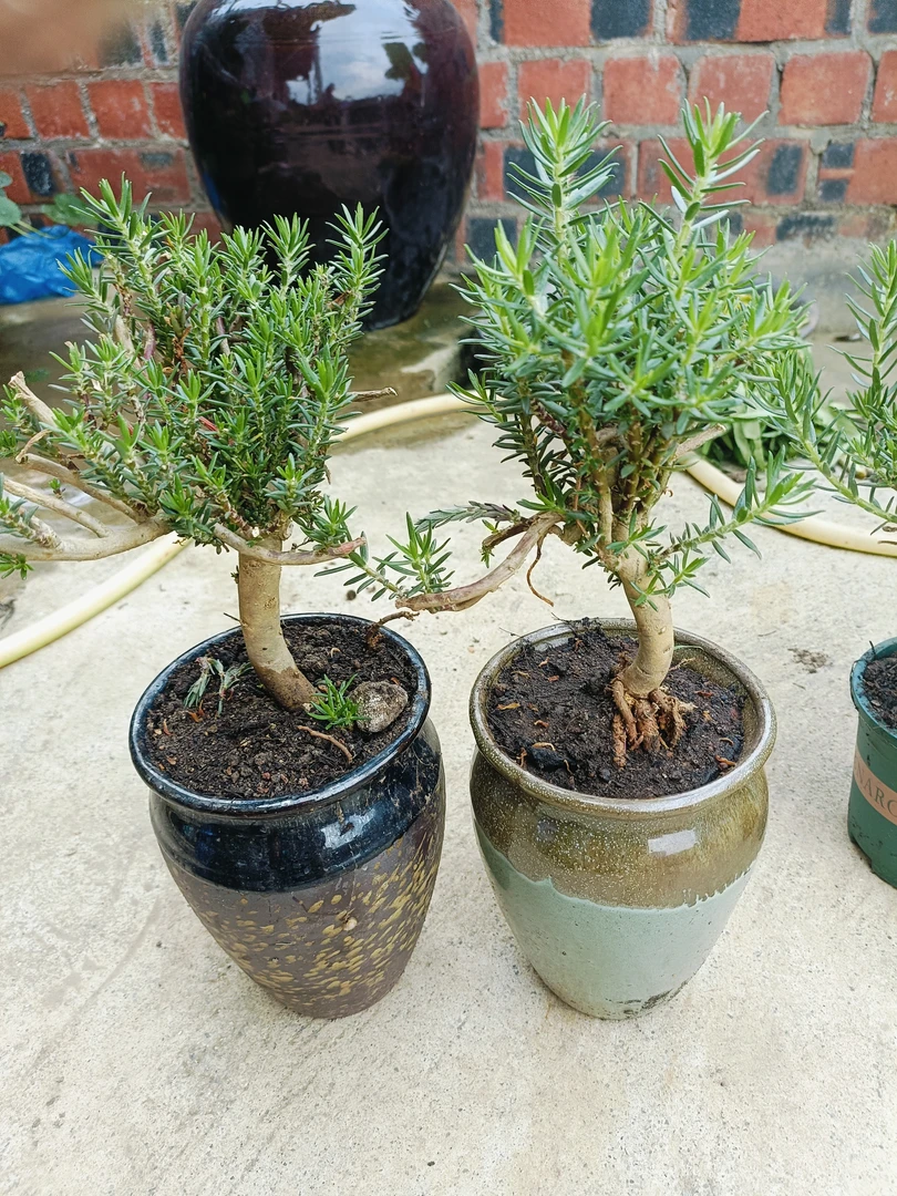 重瓣宿根太阳花玫红王松针叶开花老桩1棵带土球不带盆，
