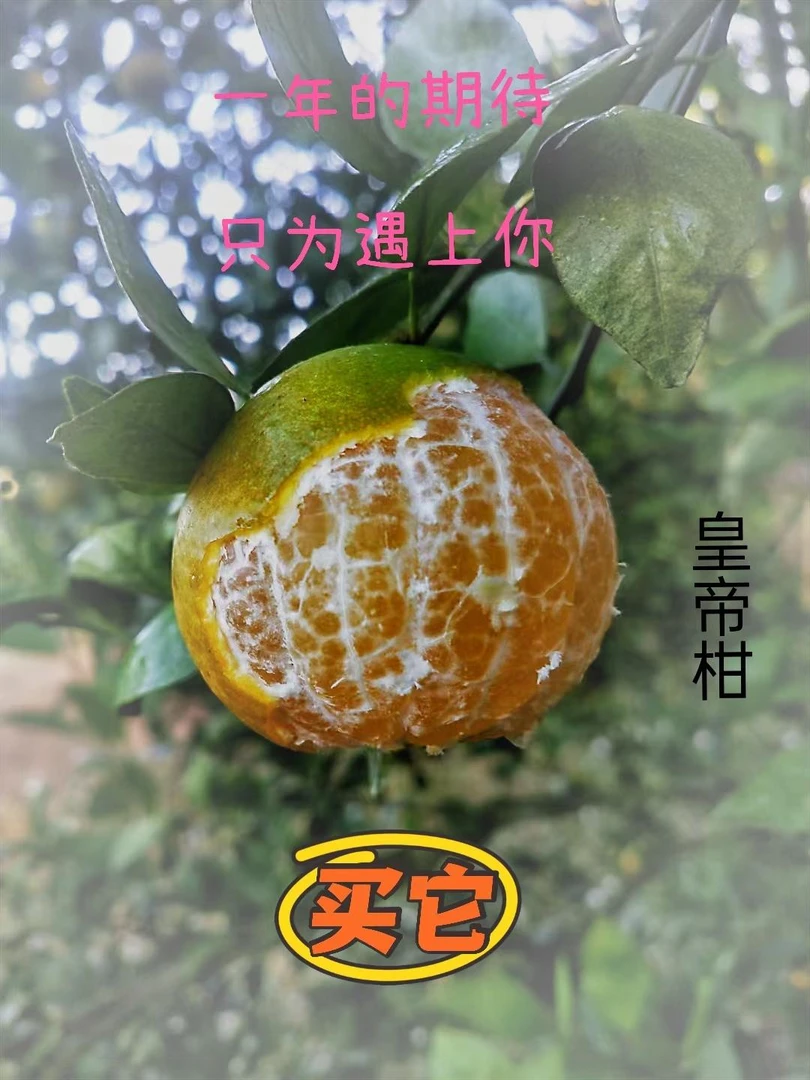 广西武鸣皇帝柑贡柑新鲜采摘包邮果园现摘现发包甜路边摊粑粑