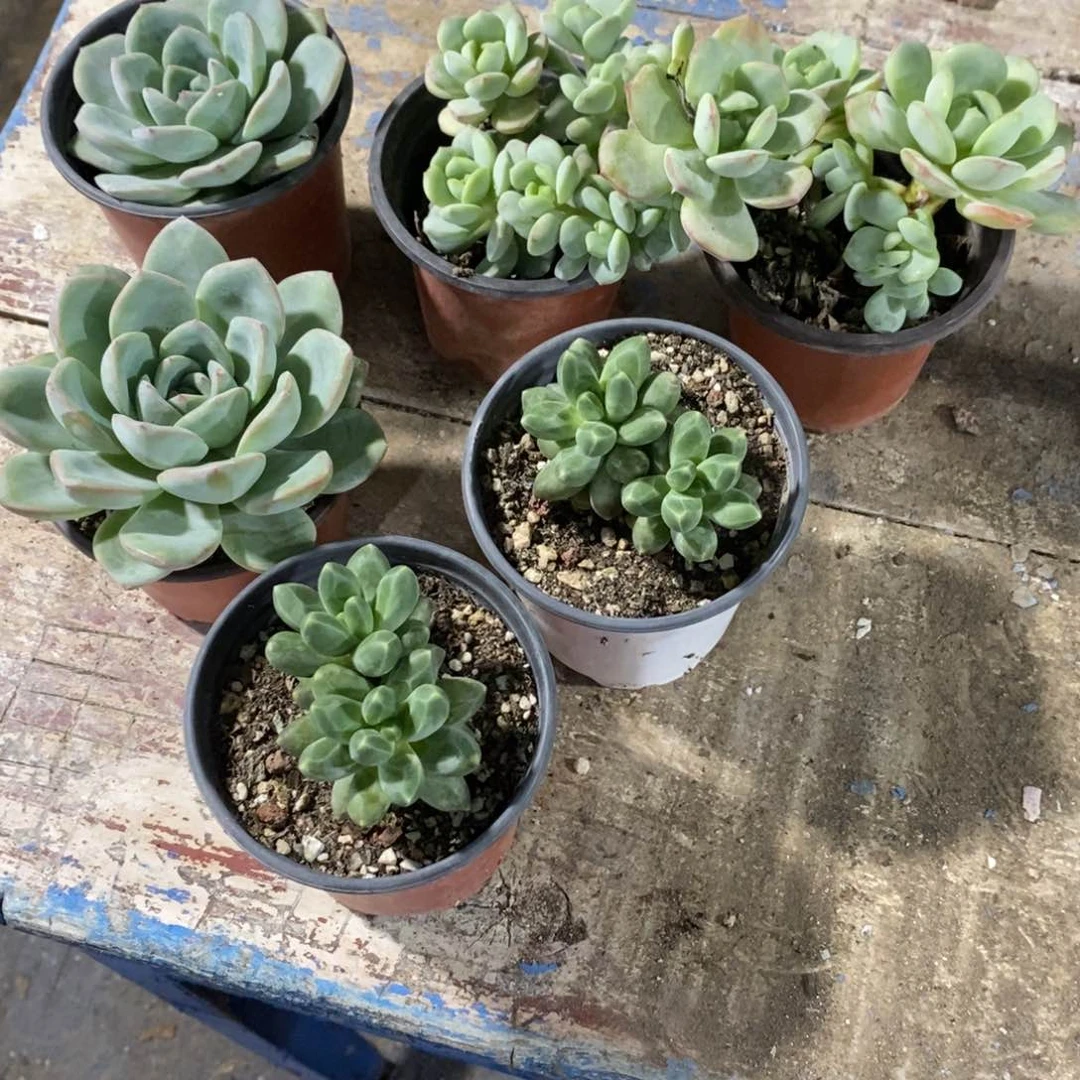 哈*笑自选多肉植物