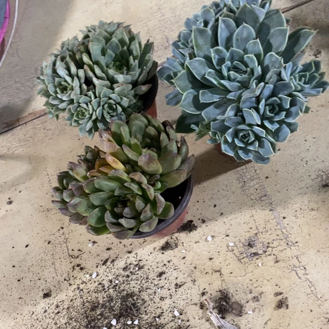 闲***咪多肉植物三颗