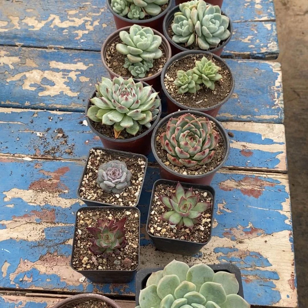 周****鱼自选多肉植物多颗