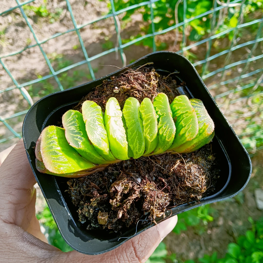 玉扇玉露（满38包邮）