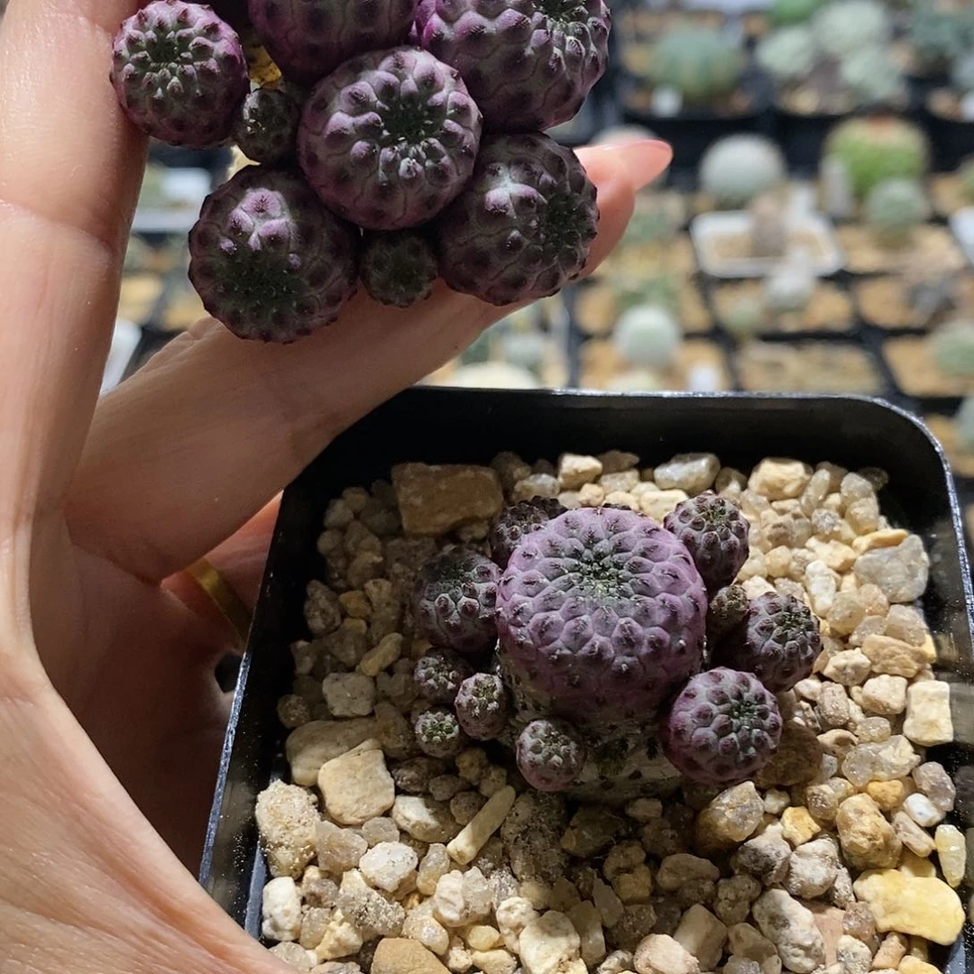 夜**明花花花花花花花花