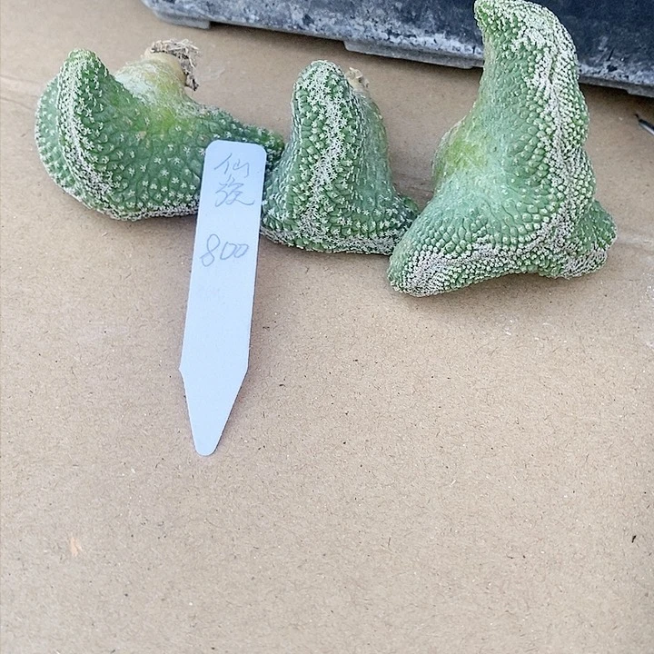 仙**约啦啦啦啦啦啦啦啦