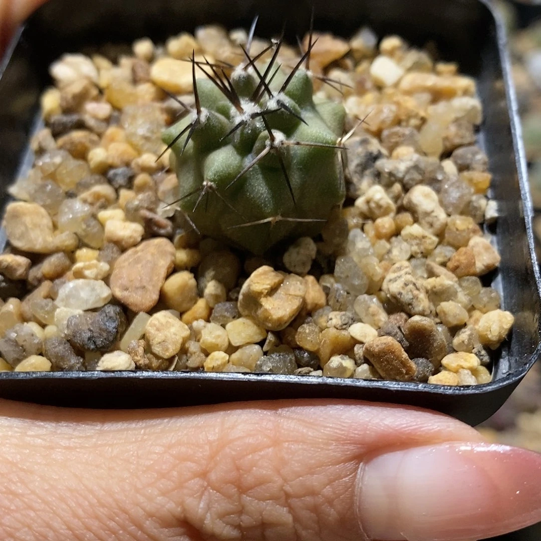 黑王  实生仙人球