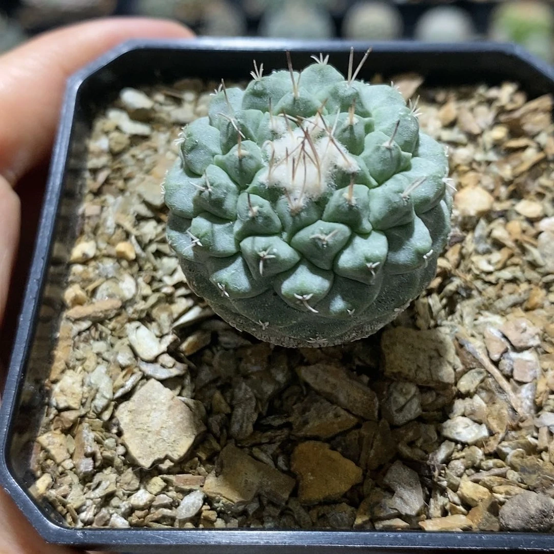菊水  实生仙人球