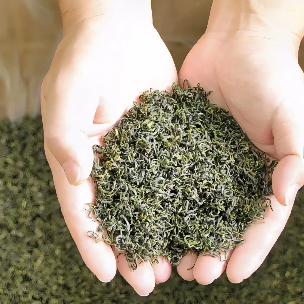 白茶炒青 白茶毛尖 白茶碧螺春 正宗溧阳炒青 2025新茶500g