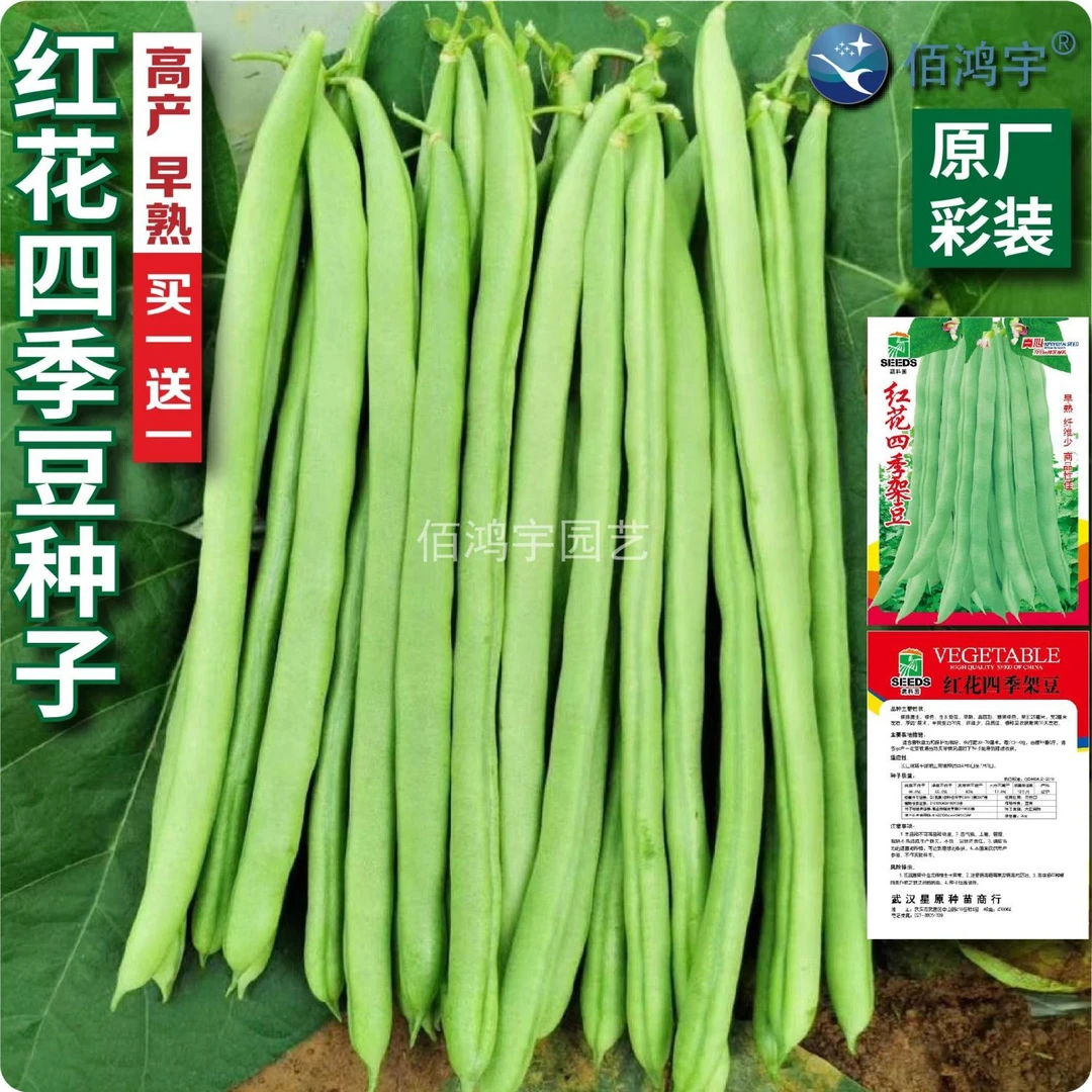 优选播种种植红花四季豆种子早熟高产抗病耐热芸豆爬藤无筋豆种子