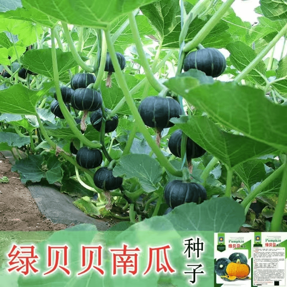 绿贝贝迷你小南瓜种子高产日本板栗农家蔬菜籽四季苗春秋蔬菜种子