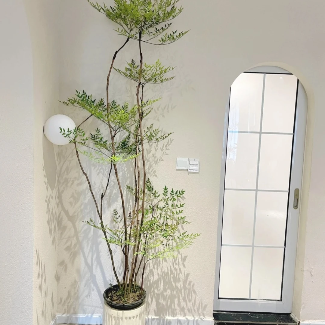 (网红绿植）南天竹老桩造型绿植适合摆放客厅庭院阳台四季常青耐寒