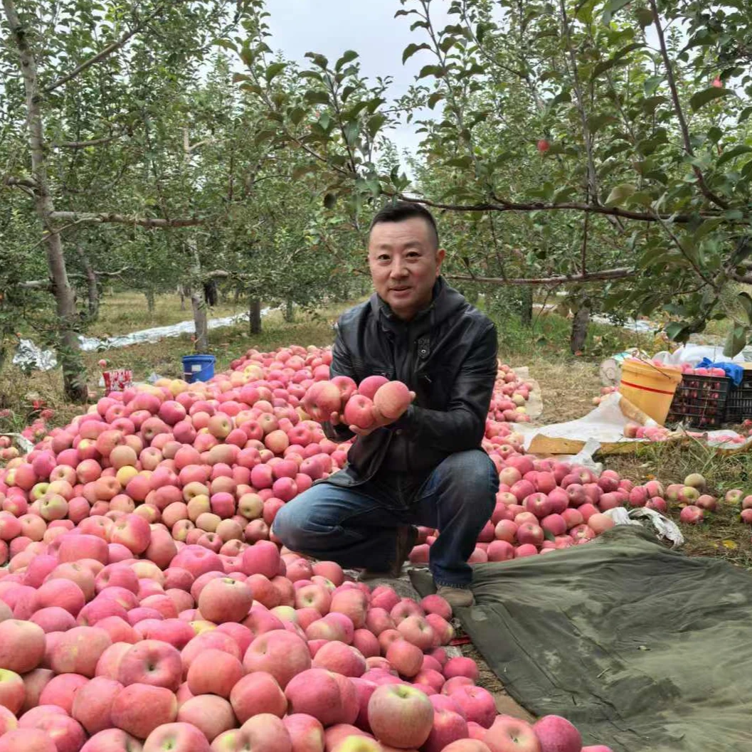 【2024晚富士老纪甄选陕北靖边龙洲苹果】85mm现摘现发每箱18个包邮