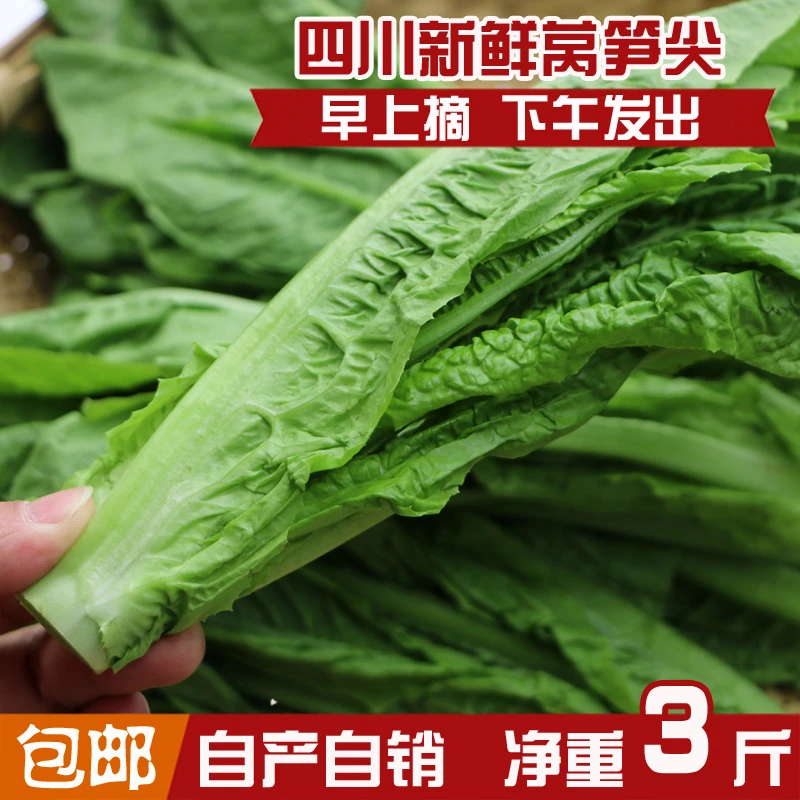 四川新鲜蔬菜 莴笋尖 刷火锅凤尾农民自产 自销莴笋叶 3斤装包邮